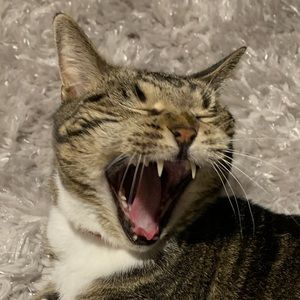 Meet your Posher, Shelley